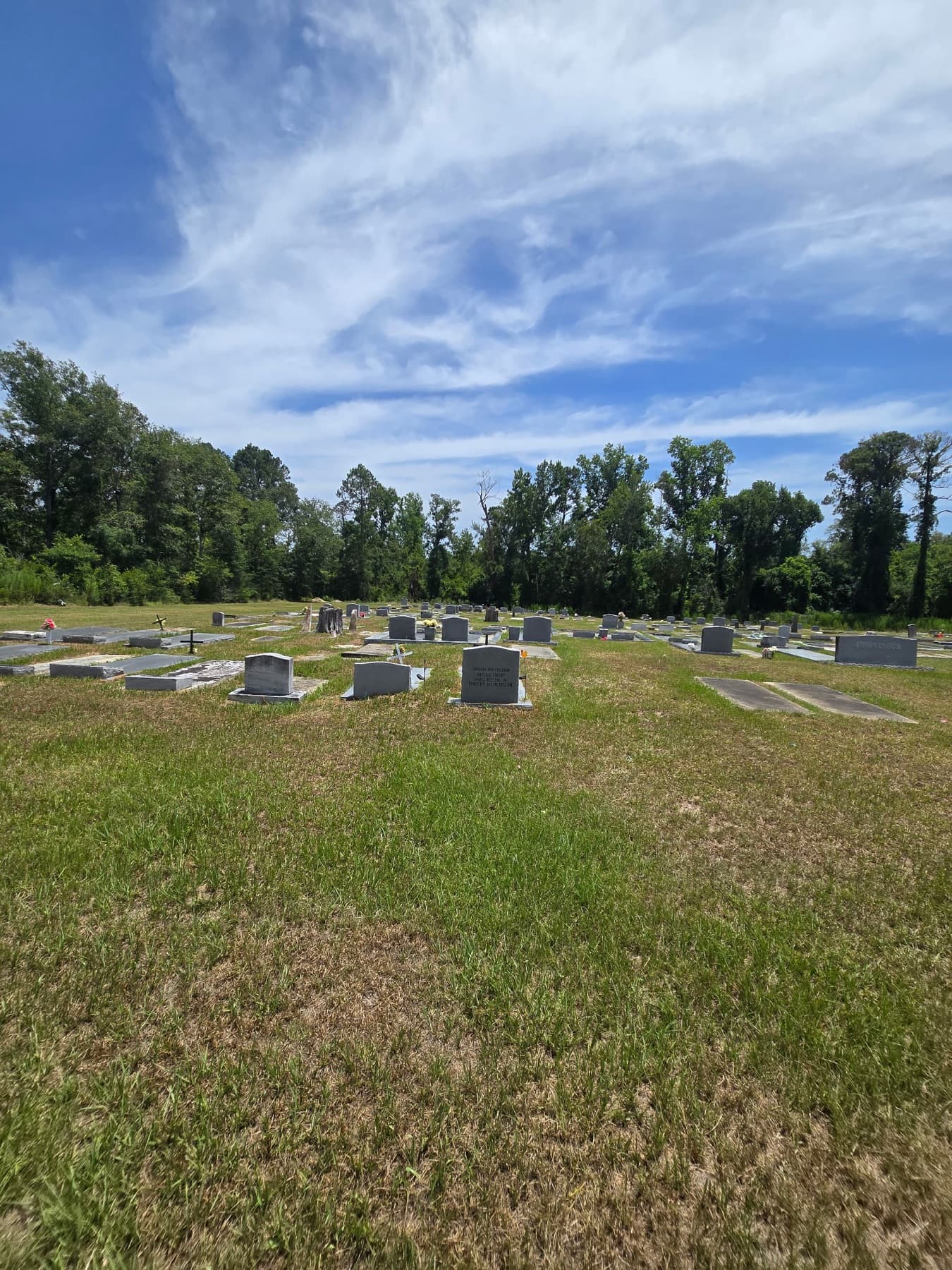 Rows of headstones at Live Oak Cemetery beneath the treeline